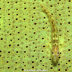 Goby on a elephant ear sponge, Milne Bay, PNG. by Michael Gallagher 